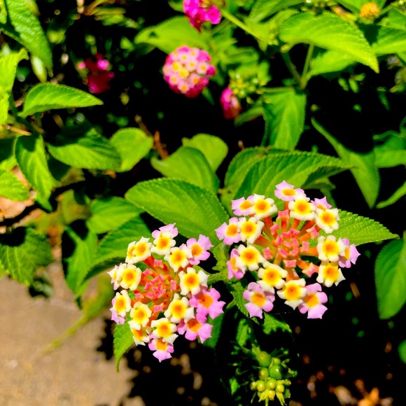 Meet your Posher, A - Picture 1 of 1